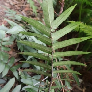 Blechnum wattsii at Twelve Mile Peg, NSW - 10 Aug 2024 01:01 PM