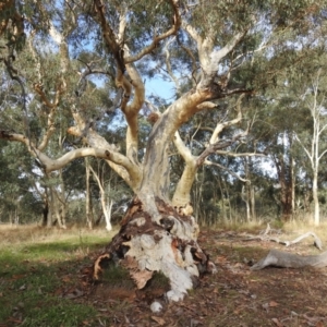 Eucalyptus rossii at Kaleen, ACT - 6 Mar 2021