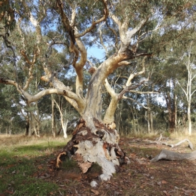 Eucalyptus rossii (Inland Scribbly Gum) at Kaleen, ACT - 5 Mar 2021 by HelenCross