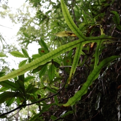 Zealandia pustulata (Kangaroo Fern) at Twelve Mile Peg, NSW - 10 Aug 2024 by Clarel