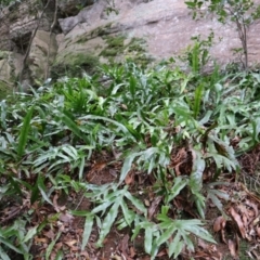 Zealandia pustulata at Twelve Mile Peg, NSW - suppressed