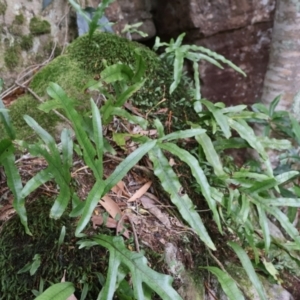 Zealandia pustulata at Twelve Mile Peg, NSW - suppressed