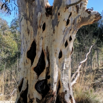 Eucalyptus rossii (Inland Scribbly Gum) at Crace, ACT - 7 May 2017 by HelenCross