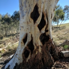 Eucalyptus rossii at Crace, ACT - 7 May 2017