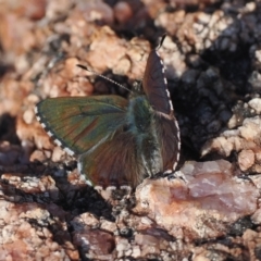 Paralucia crosbyi (Violet Copper Butterfly) by RAllen