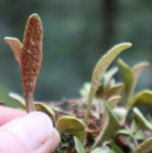 Pyrrosia rupestris at Twelve Mile Peg, NSW - 10 Aug 2024