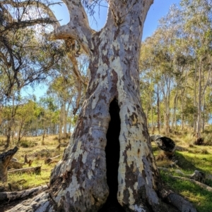 Eucalyptus rossii at Crace, ACT - 7 May 2017