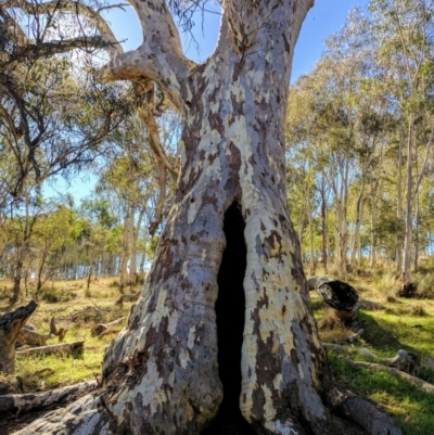 Eucalyptus rossii (Inland Scribbly Gum) at Crace, ACT - 7 May 2017 by HelenCross