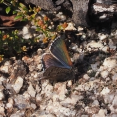 Paralucia crosbyi (Violet Copper Butterfly) by RAllen