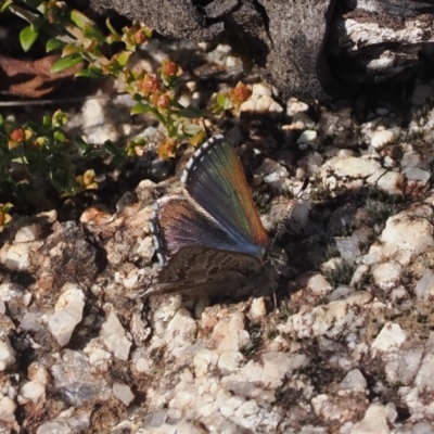 Paralucia crosbyi (Violet Copper Butterfly) at Booth, ACT - 7 Aug 2024 by RAllen