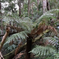 Dicksonia antarctica (Soft Treefern) at Twelve Mile Peg, NSW - 10 Aug 2024 by Clarel