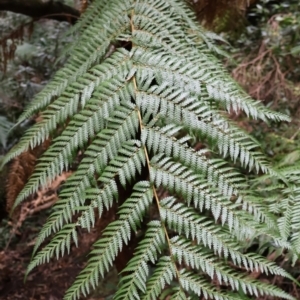 Dicksonia antarctica at Twelve Mile Peg, NSW - suppressed