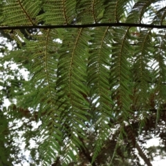 Dicksonia antarctica at Twelve Mile Peg, NSW - suppressed