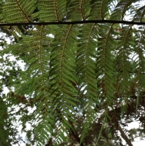 Dicksonia antarctica at Twelve Mile Peg, NSW - 10 Aug 2024