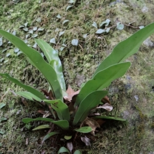 Asplenium australasicum at Twelve Mile Peg, NSW - 10 Aug 2024