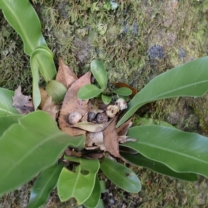 Asplenium australasicum at Twelve Mile Peg, NSW - 10 Aug 2024