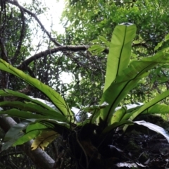 Asplenium australasicum at Twelve Mile Peg, NSW - suppressed