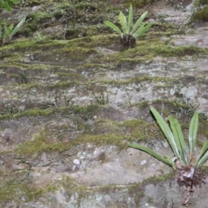 Asplenium australasicum at Twelve Mile Peg, NSW - 10 Aug 2024