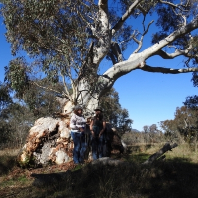 Eucalyptus rossii (Inland Scribbly Gum) at Kaleen, ACT - 7 May 2017 by HelenCross