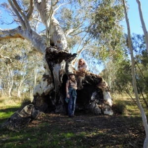 Eucalyptus rossii at Kaleen, ACT - suppressed