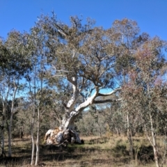 Eucalyptus rossii at Kaleen, ACT - suppressed