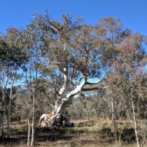 Eucalyptus rossii at Kaleen, ACT - 7 May 2017