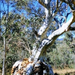 Eucalyptus rossii at Kaleen, ACT - 7 May 2017