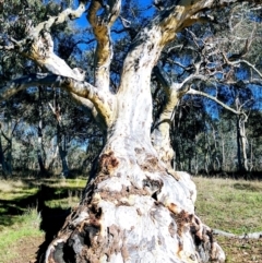 Eucalyptus rossii (Inland Scribbly Gum) at Kaleen, ACT - 7 May 2017 by HelenCross