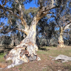 Eucalyptus rossii at Kaleen, ACT - 7 May 2017