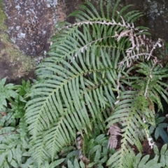 Blechnum cartilagineum (Gristle Fern) at Twelve Mile Peg, NSW - 10 Aug 2024 by Clarel