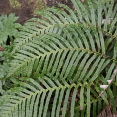 Blechnum cartilagineum at Twelve Mile Peg, NSW - 10 Aug 2024