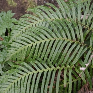 Blechnum cartilagineum at Twelve Mile Peg, NSW - 10 Aug 2024