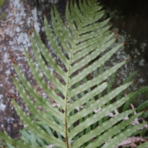 Blechnum cartilagineum at Twelve Mile Peg, NSW - suppressed