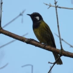 Nesoptilotis leucotis (White-eared Honeyeater) at Braidwood, NSW - 9 Aug 2024 by MatthewFrawley