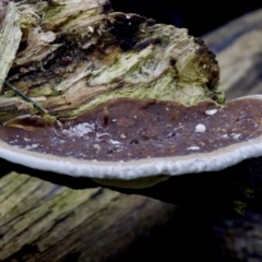 Ganoderma at Coopernook, NSW - 12 Jun 2024 by KorinneM