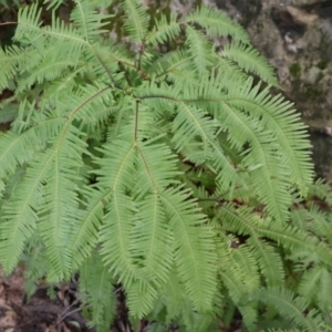 Sticherus lobatus at Twelve Mile Peg, NSW - suppressed