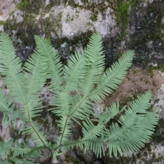 Sticherus lobatus at Twelve Mile Peg, NSW - suppressed