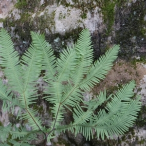 Sticherus lobatus at Twelve Mile Peg, NSW - suppressed