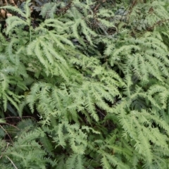 Sticherus lobatus at Twelve Mile Peg, NSW - suppressed