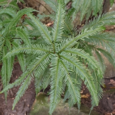 Sticherus flabellatus (Shiny Fan-fern, Umbrella Fern) at Twelve Mile Peg, NSW - 10 Aug 2024 by Clarel