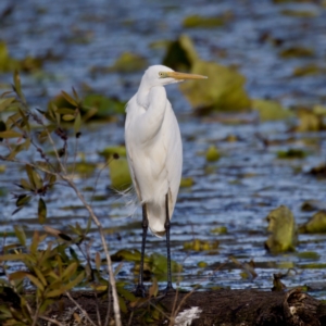 Ardea alba at Coopernook, NSW - 12 Jun 2024