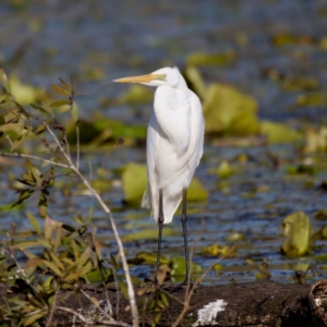 Ardea alba at Coopernook, NSW - 12 Jun 2024