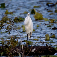 Ardea alba at Coopernook, NSW - 12 Jun 2024