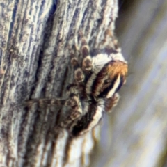 Euophryinae sp. (Mr Stripey) undescribed (Mr Stripey) at O'Connor, ACT - 10 Aug 2024 by Hejor1