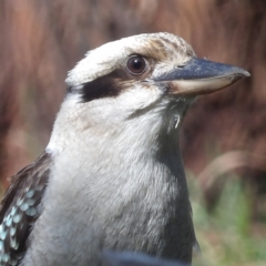 Dacelo novaeguineae (Laughing Kookaburra) at Braidwood, NSW - 10 Aug 2024 by MatthewFrawley