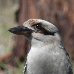 Dacelo novaeguineae at Braidwood, NSW - 10 Aug 2024