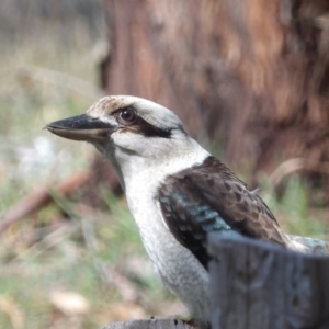 Dacelo novaeguineae at Braidwood, NSW - 10 Aug 2024