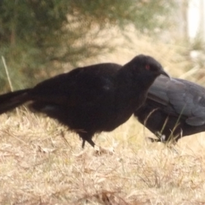 Corcorax melanorhamphos (White-winged Chough) at Braidwood, NSW - 10 Aug 2024 by MatthewFrawley