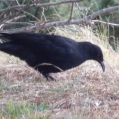 Corcorax melanorhamphos at Braidwood, NSW - 10 Aug 2024 04:28 PM