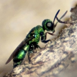 Primeuchroeus sp. (genus) at O'Connor, ACT - 10 Aug 2024